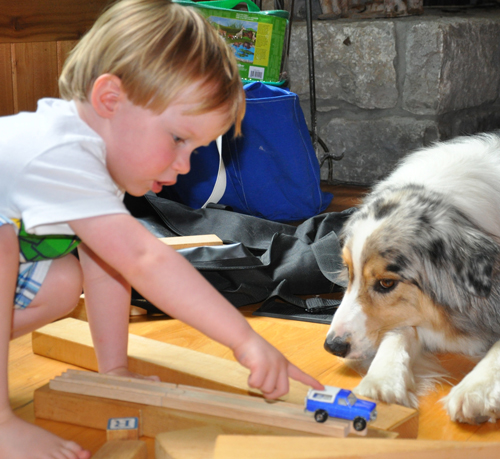 1 Year Old Australian Shepherd - Progress And Milestone Checklist